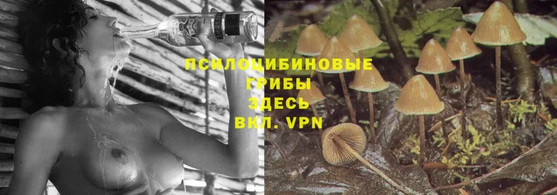 Псилоцибиновые грибы Cubensis  цена наркотик  Горбатов 